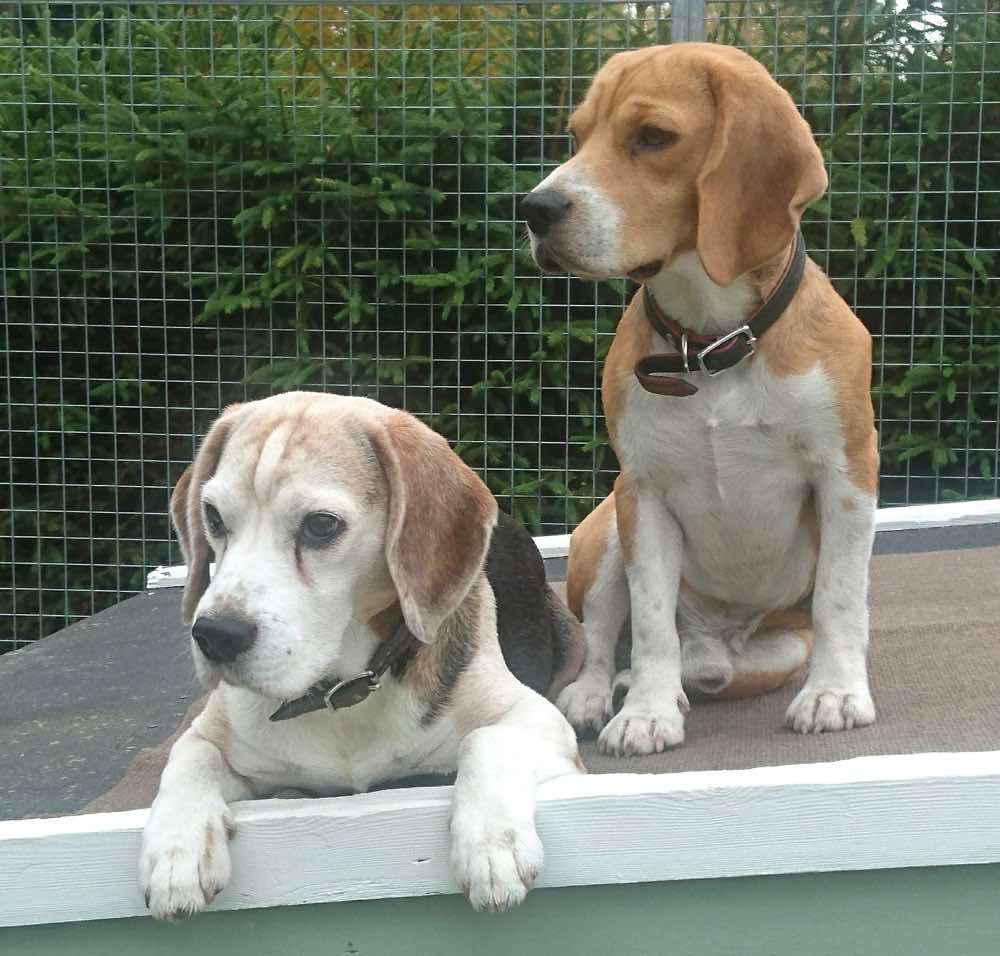 Kaksi Beagle-koiraa koirankopin katolla. 
