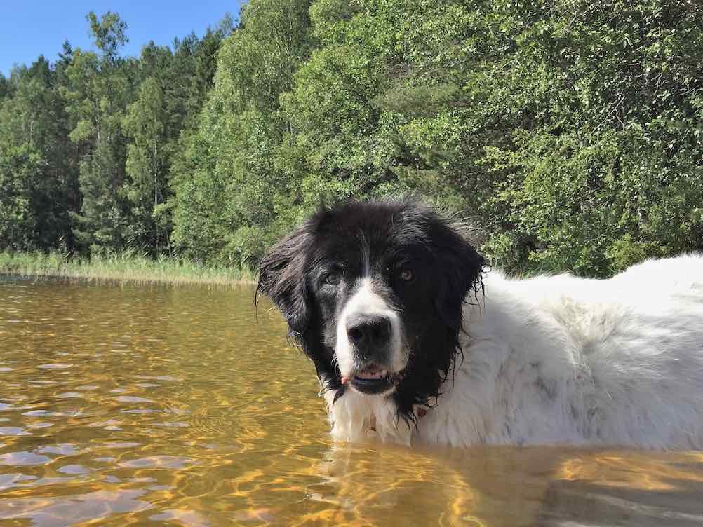 Mustavalkoinen iso koira kesäpäivänä järvessä kahlaamassa.